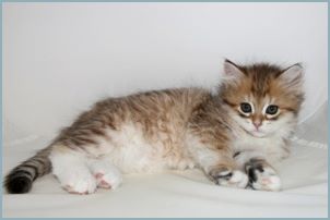 Female Siberian Kitten from Deedlebug Siberians